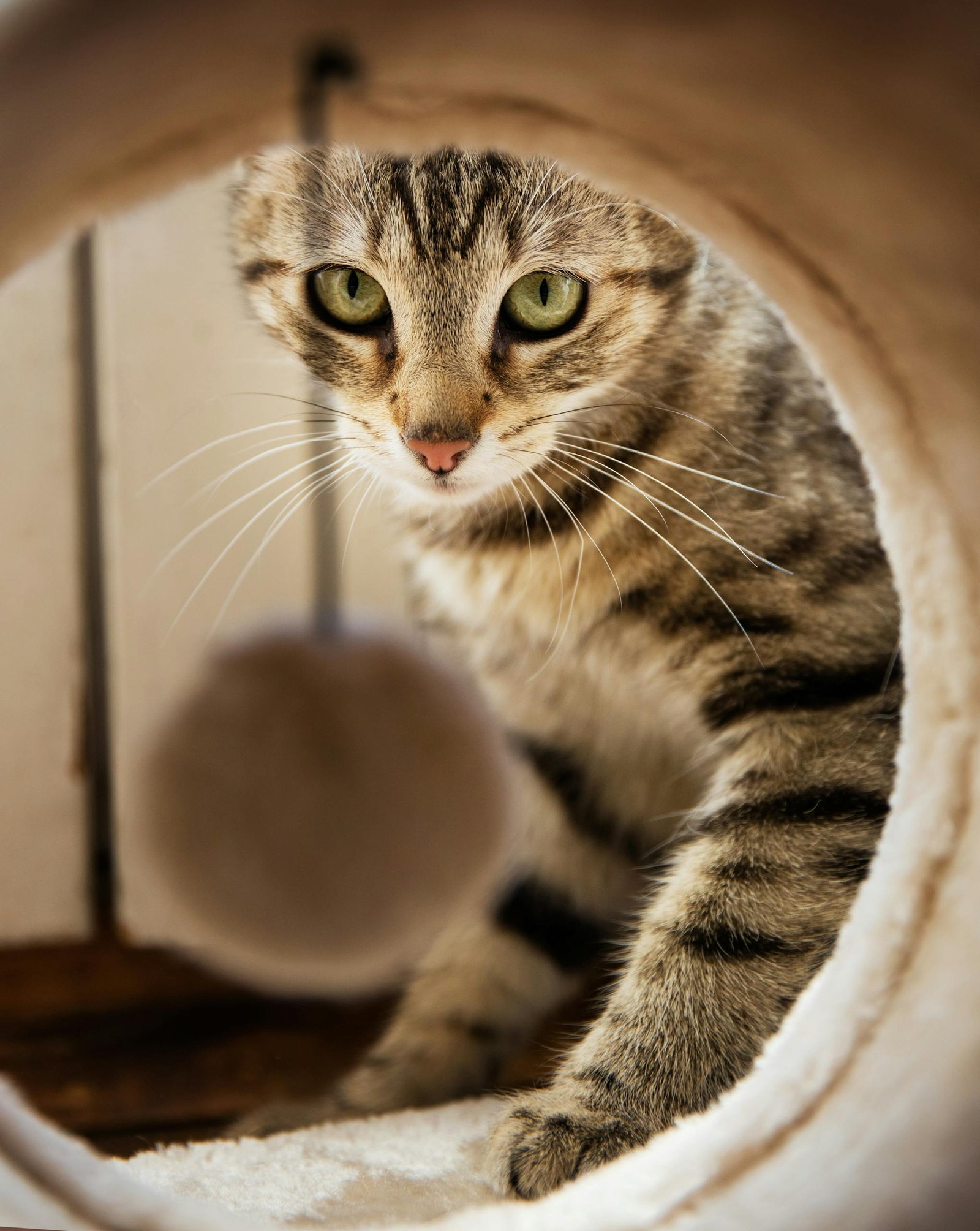 A playful tabby cat intently looking through a tube at a toy ball indoors.