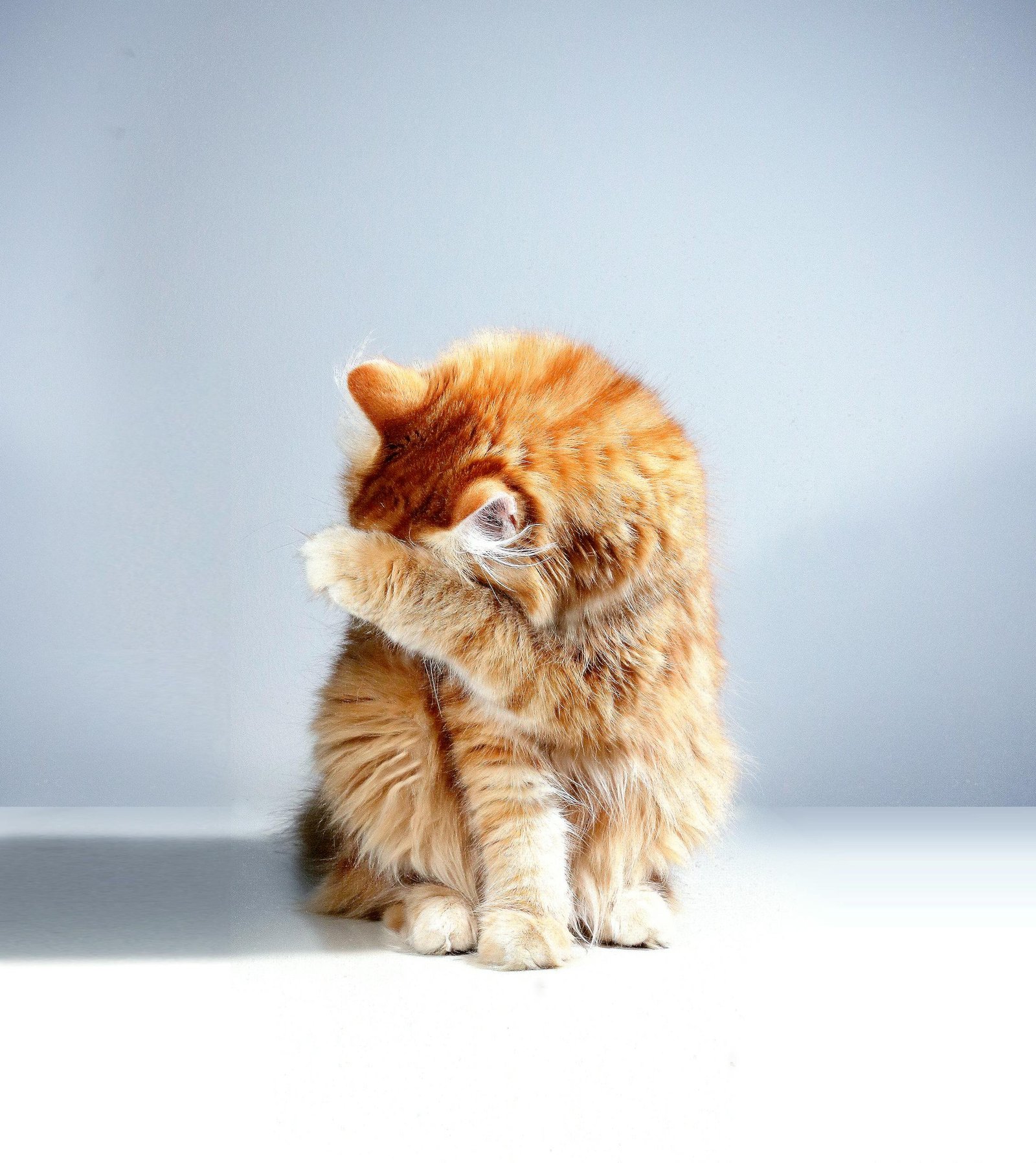 Charming ginger cat with fluffy fur sits indoors, playfully covering its face with a paw for a cute moment.