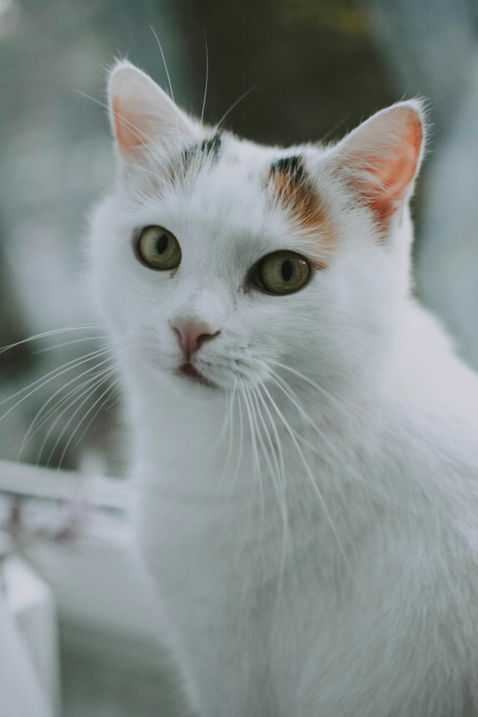 Charming white cat with unique markings and expressive eyes, perfect for pet lovers.