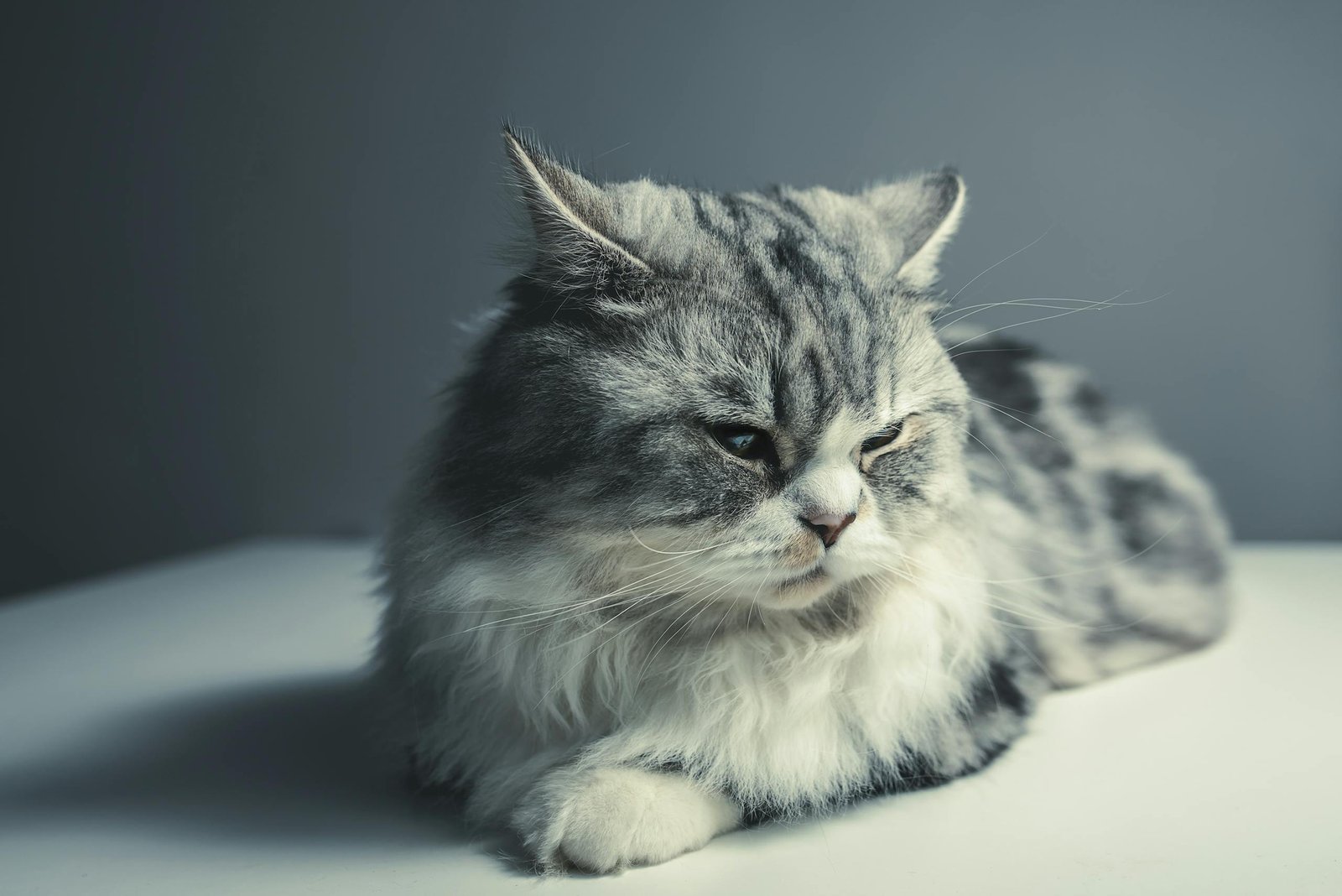 Close-up of a gray and white cat resting on a surface with a neutral background.