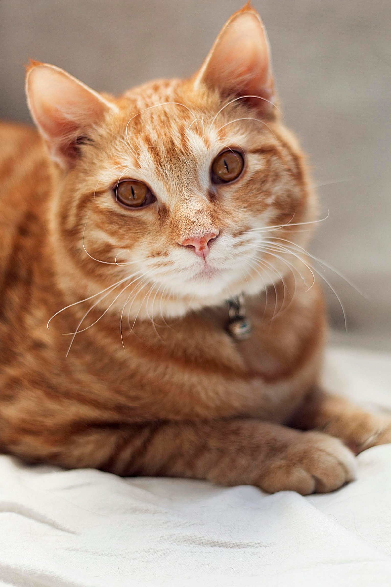 Close-up portrait of a cute ginger tabby cat indoors with expressive eyes and soft fur.
