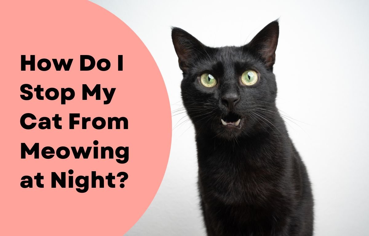 How Do I Stop My Cat From Meowing at Night