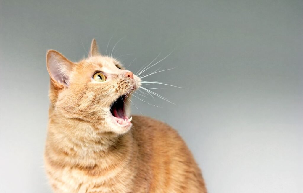 How Do I Stop My Cat From Meowing at Night