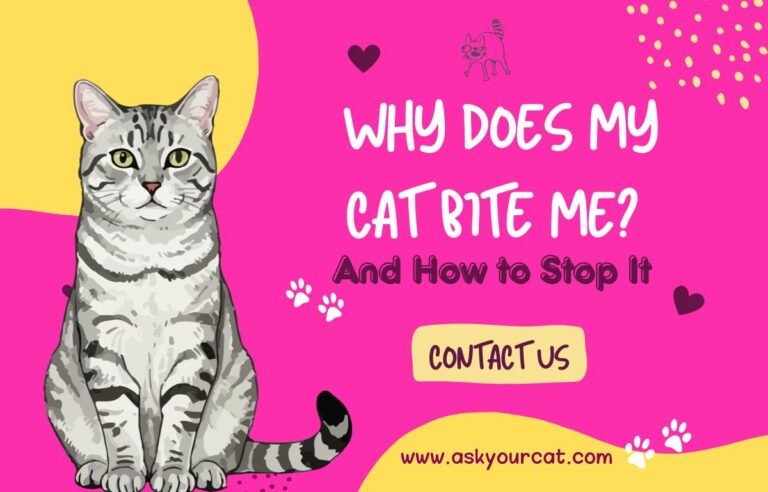 Why Does My Cat Bite Me - Cute grey tabby cat sitting on a bright pink background with the title “Why Does My Cat Bite Me? And How to Stop It” for an AskYourCat.com article.