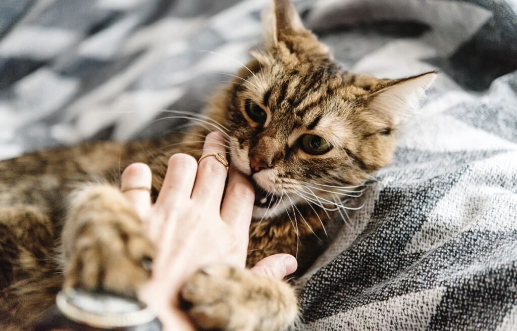 A brown tabby cat gently biting a person’s hand while lying on a cozy blanket.