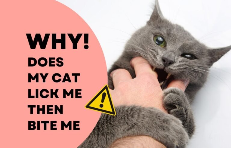 Why does my cat lick me then bite me — gray cat biting owner’s hand during grooming