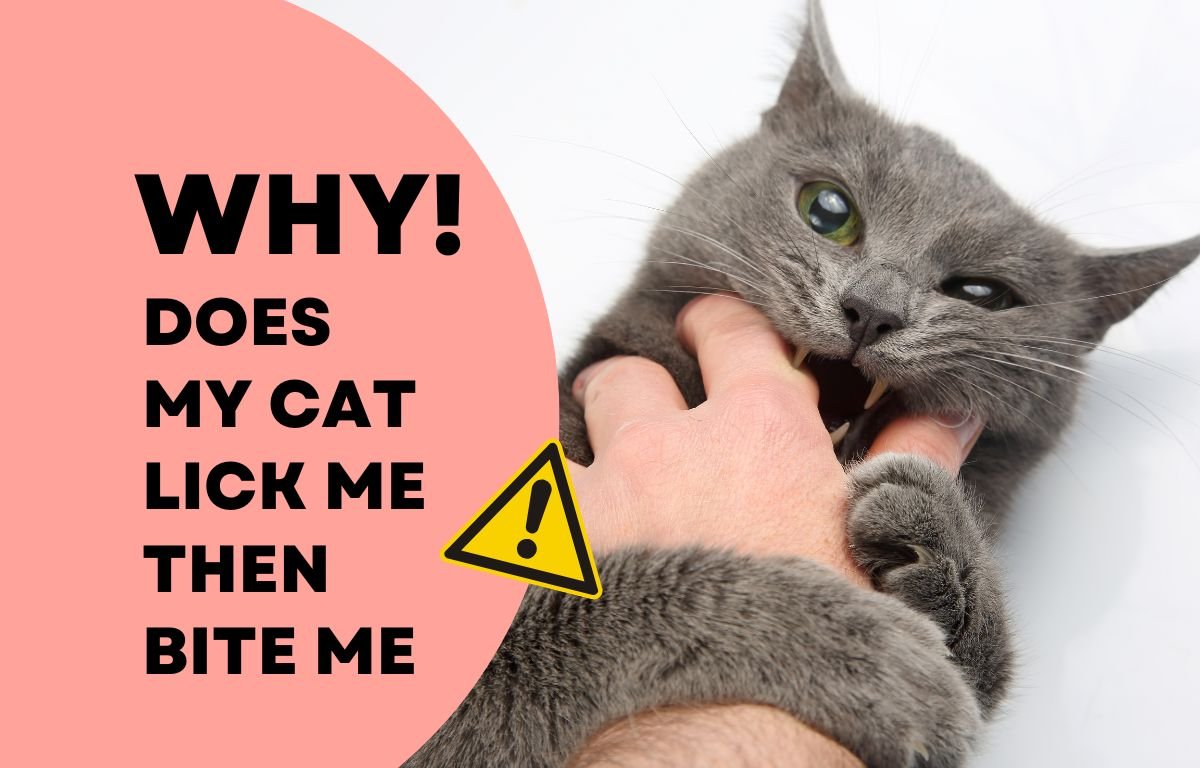 Why does my cat lick me then bite me — gray cat biting owner’s hand during grooming