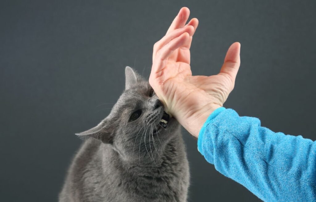 Why does my cat lick me then bite me — gray cat biting owner’s hand during petting due to overstimulation