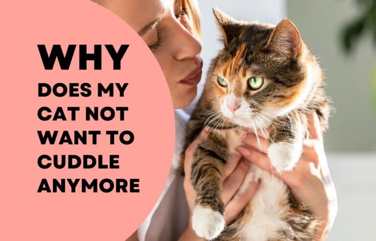 Why Does My Cat Not Want to Cuddle Anymore - Woman holding her cat that doesn’t want to cuddle anymore, representing why a cat avoids affection.