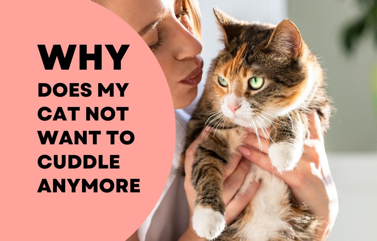 Why Does My Cat Not Want to Cuddle Anymore - Woman holding her cat that doesn’t want to cuddle anymore, representing why a cat avoids affection.