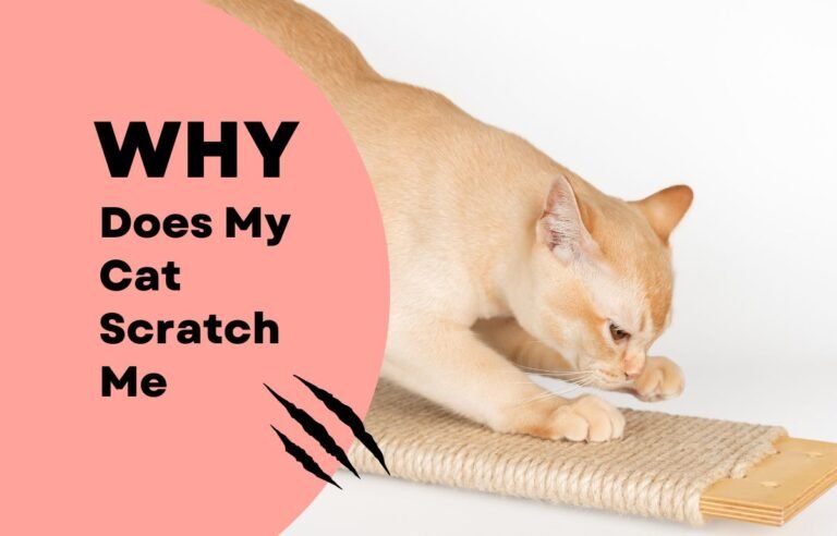 Ginger cat scratching a sisal scratching board on a white background, hero image for the article Why Does My Cat Scratch Me – Causes & How to Stop It