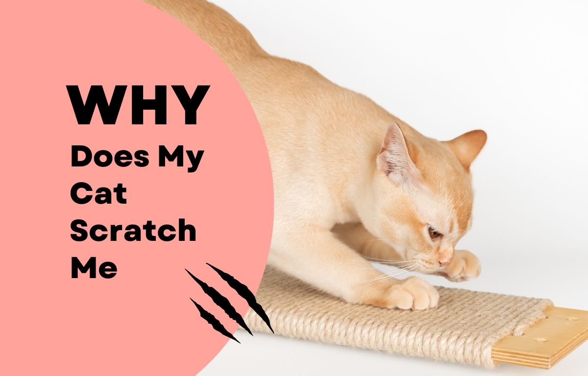 Ginger cat scratching a sisal scratching board on a white background, hero image for the article Why Does My Cat Scratch Me – Causes & How to Stop It