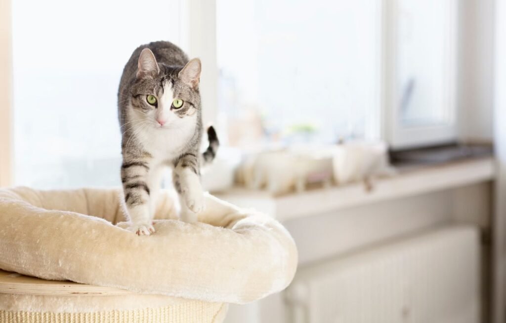 Why Does My Cat Scratch Me – a grey and white tabby cat standing on a soft cat bed, ready to scratch or knead to communicate and mark territory