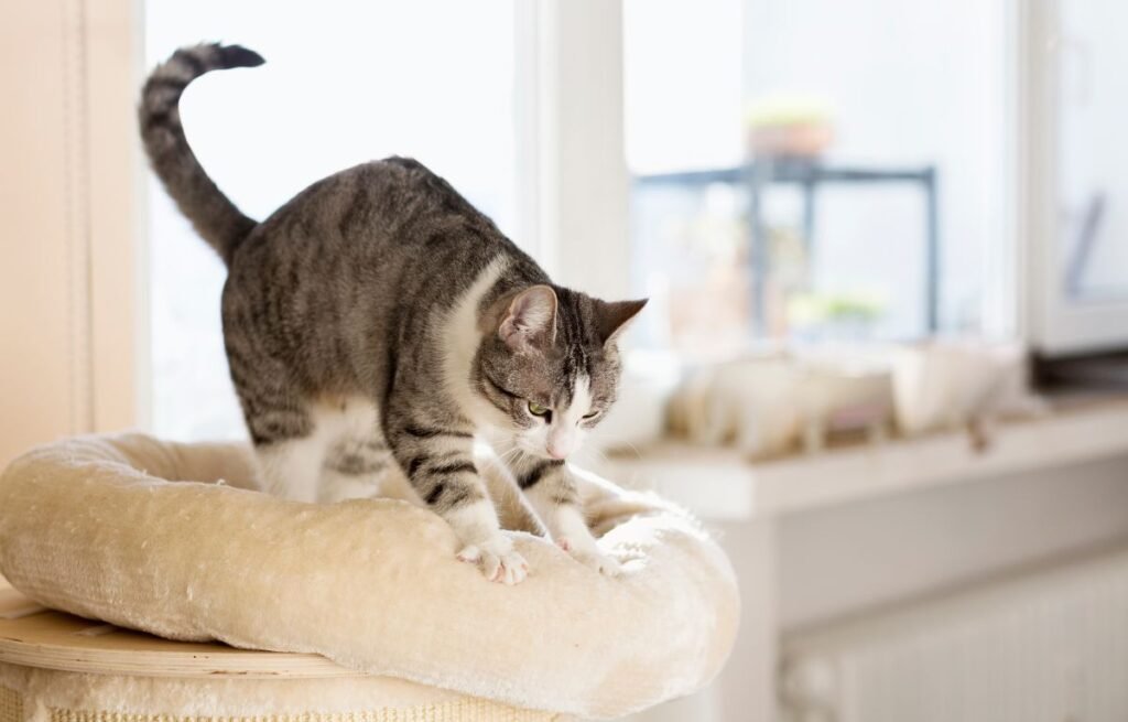 Why Does My Cat Scratch Me – a grey tabby cat kneading and scratching a soft bed to mark territory and stretch muscles