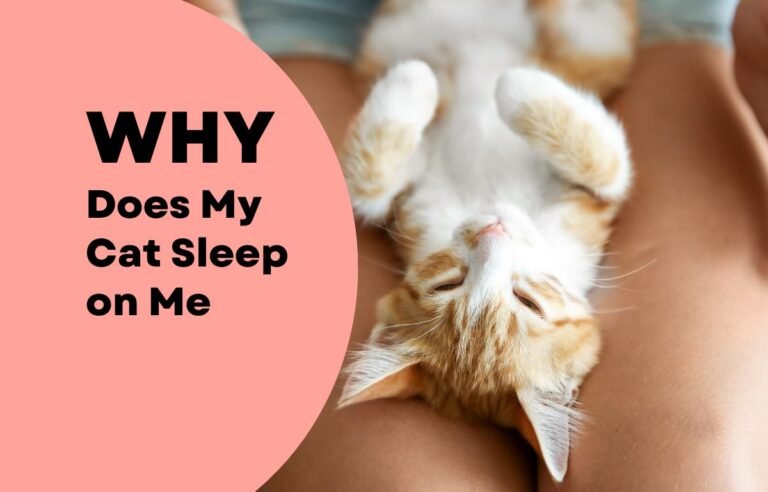 Why does my cat sleep on me — an adorable orange and white kitten sleeping comfortably on a person’s lap, showing bonding and trust.