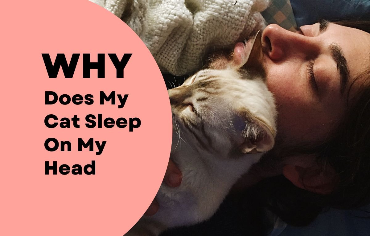 Why does my cat sleep on my head — a cozy photo of a man sleeping while his cat cuddles against his face.