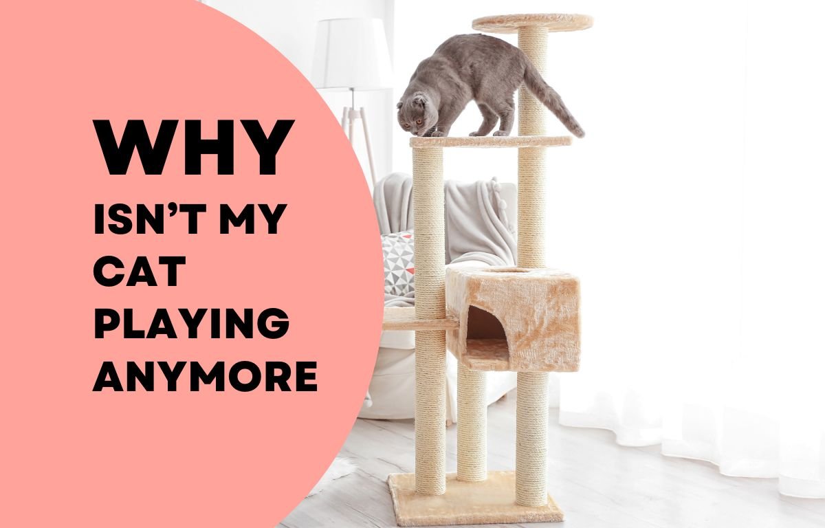 Why Isn’t My Cat Playing Anymore — a cat standing on a cat tree looking uninterested in play