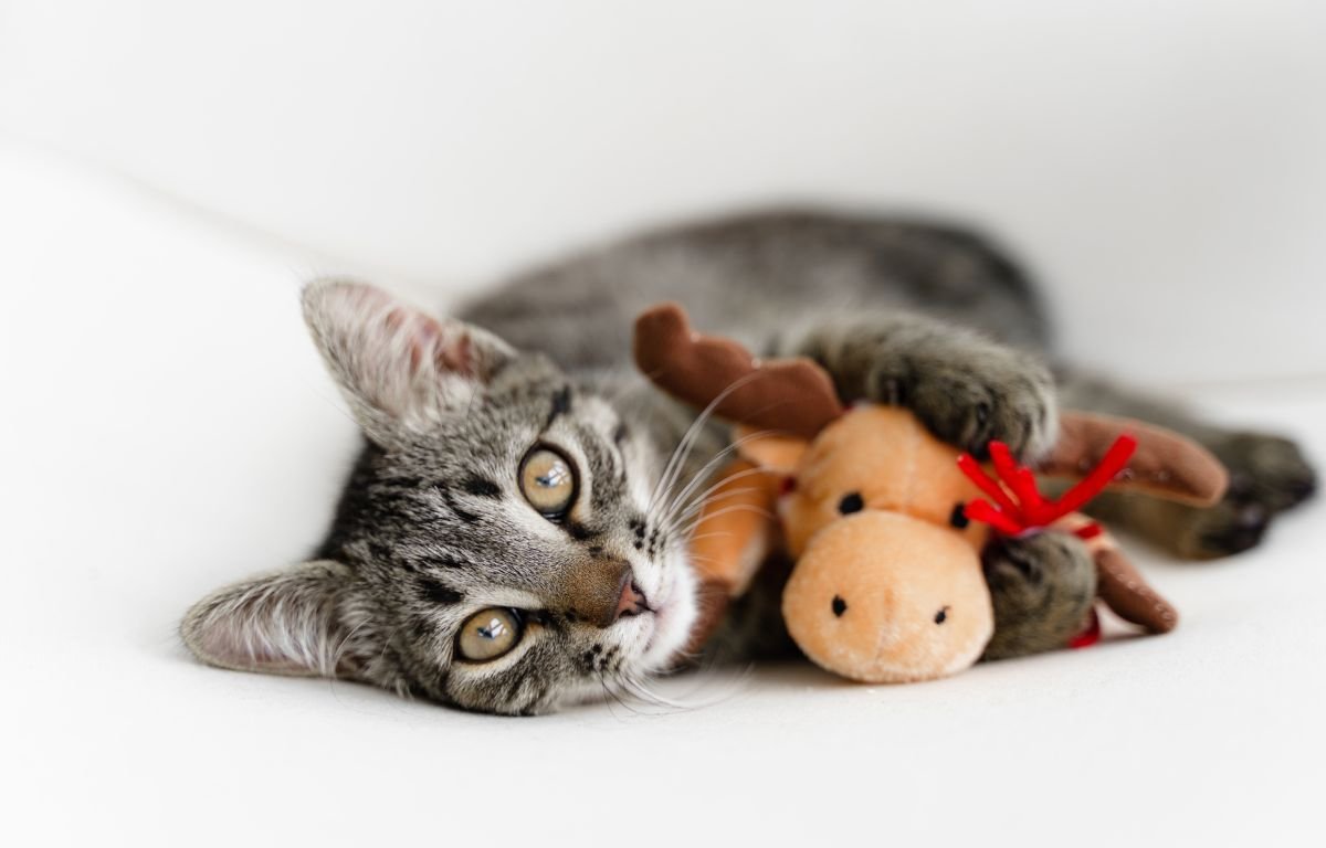 Cat resting with a toy gift, showing prey-driven and gift-bringing behavior in cats