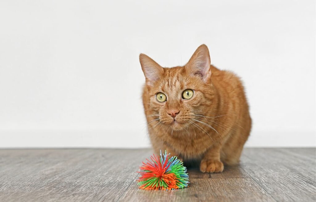 Orange cat focused on a toy, illustrating prey-driven and gift-bringing behavior in cats
