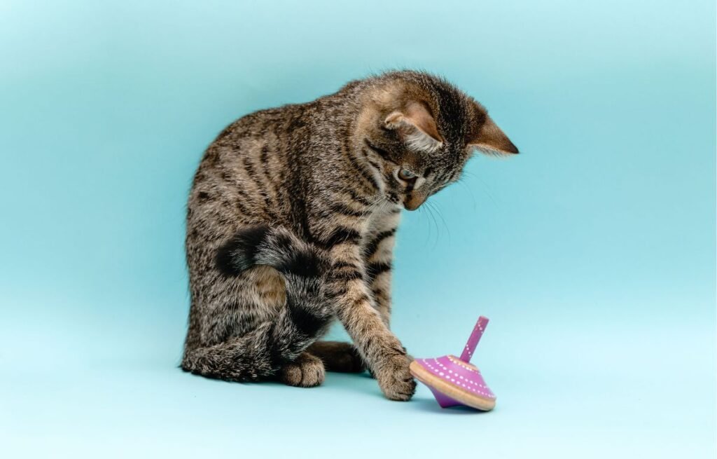 Tabby cat playing with a toy, demonstrating prey-driven and gift-bringing behavior in cats

