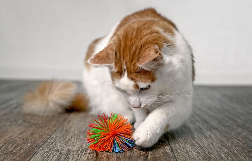 Cat interacting with a toy, highlighting prey-driven and gift-bringing behavior in cats
