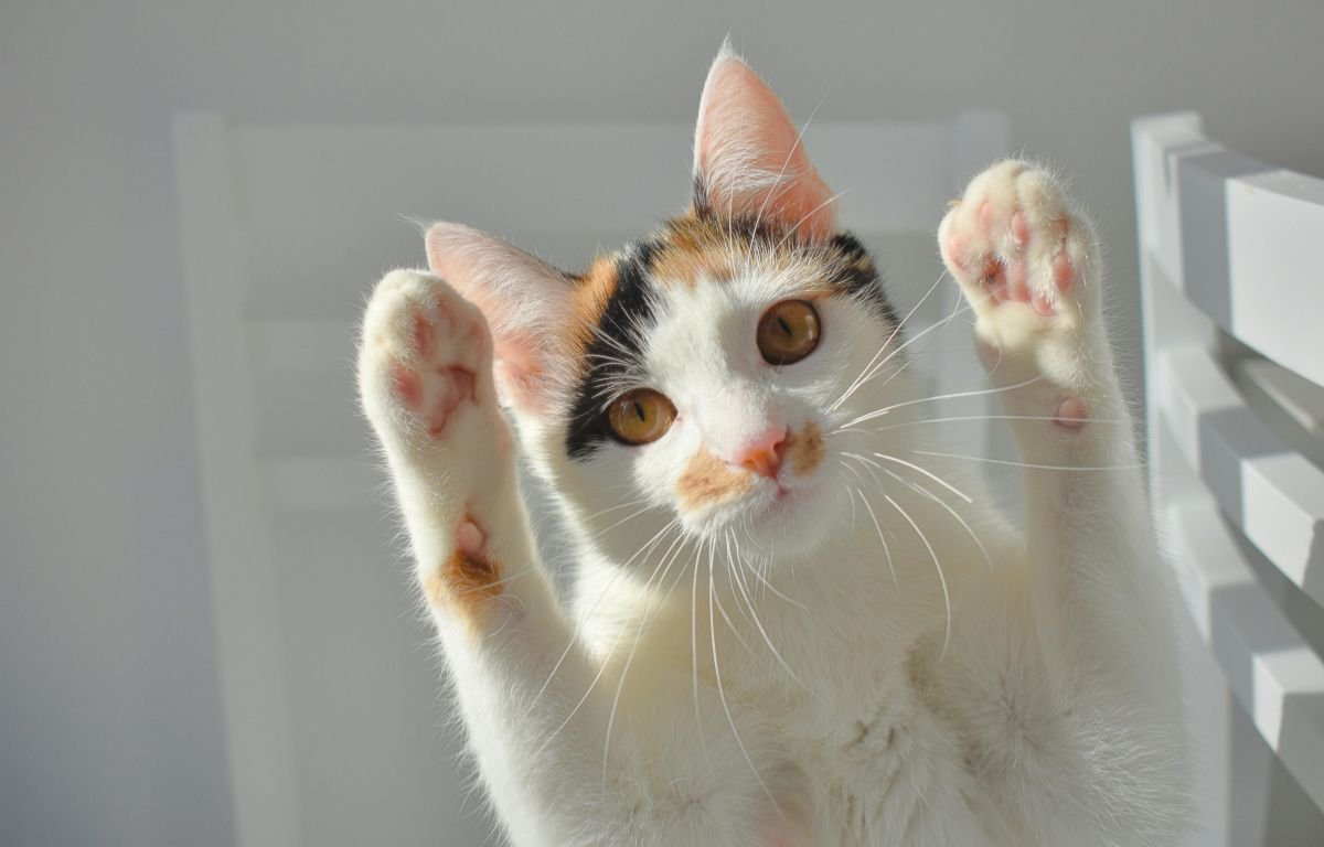 Cute calico cat raising its paws as if asking for attention, illustrating typical attention-seeking behavior — 5 Ways to Redirect Your Cat’s Attention-Seeking Behavior