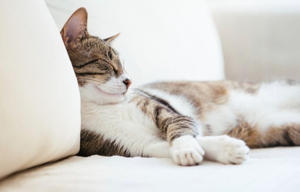 sleeping tabby cat resting on a couch – Why Won’t My Cat Sleep Alone?