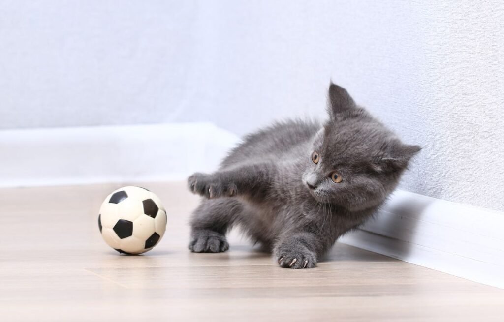 Gray kitten playing with a small soccer ball, showing how interactive play helps redirect attention-seeking behavior — 5 Ways to Redirect Your Cat’s Attention-Seeking Behavior