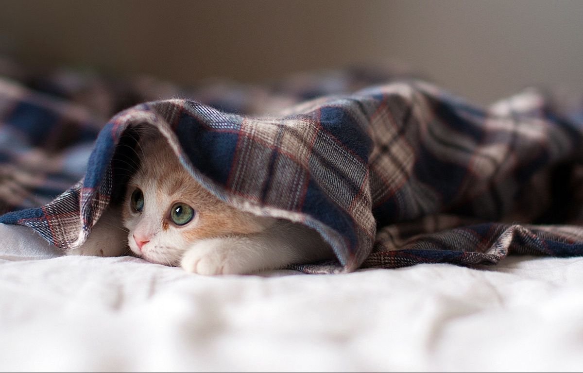 Shy kitten hiding under a blanket while slowly observing its surroundings – How to Encourage Trust-Building in Shy Cats