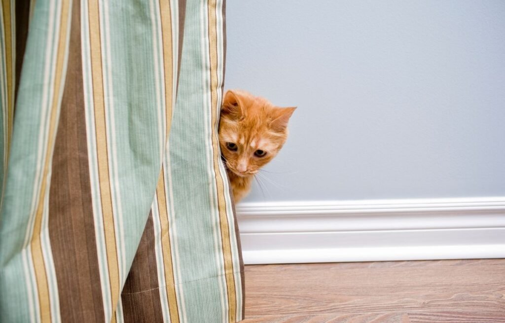 Shy orange cat peeking from behind a curtain while cautiously observing its surroundings – How to Encourage Trust-Building in Shy Cats
