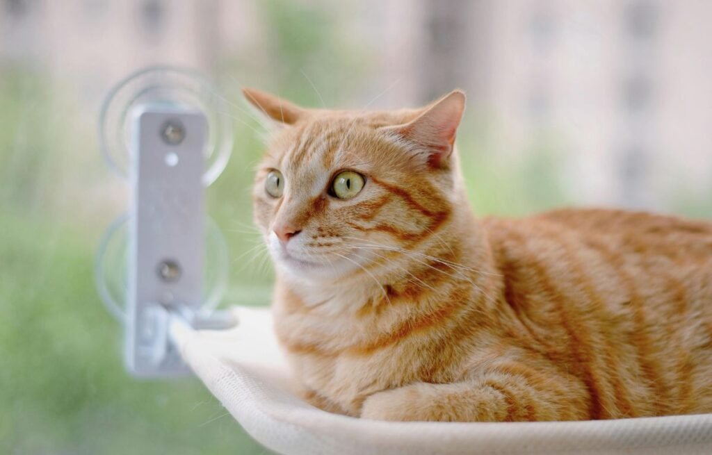 Orange tabby cat resting on a window perch, showing how environmental enrichment helps redirect attention-seeking behavior — 5 Ways to Redirect Your Cat’s Attention-Seeking Behavior