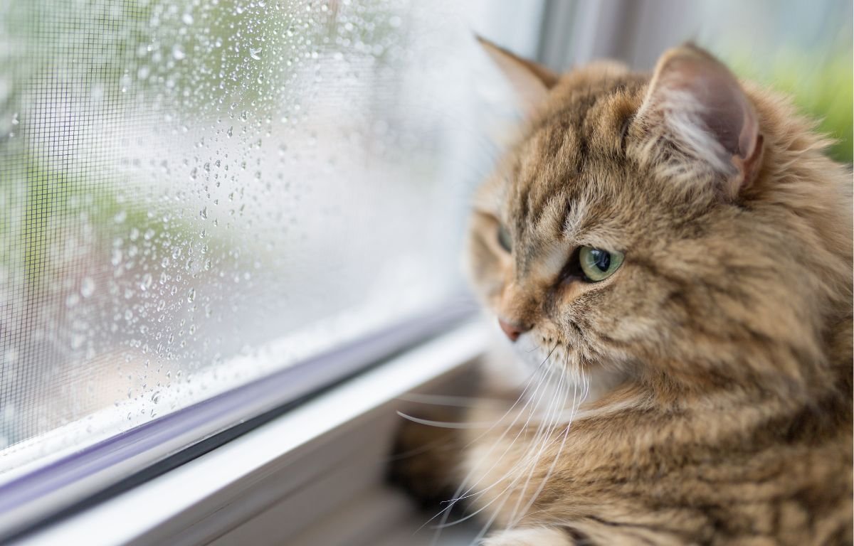 Cat looking out the window while alone at home, a common sign of separation anxiety in cats