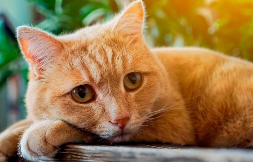 Orange cat resting indoors and watching quietly, a common emotional response explained in Separation Anxiety in Cats: Signs and Solutions
