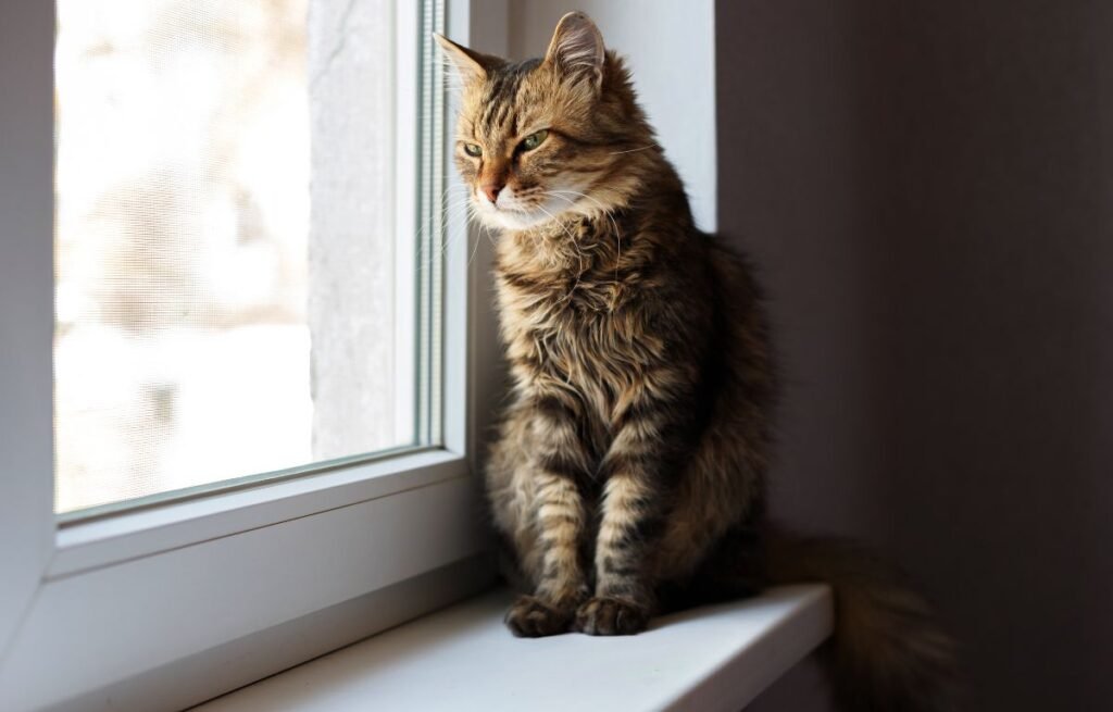 Cat sitting by the window and waiting while home alone, a classic behavior described in Separation Anxiety in Cats: Signs and Solutions