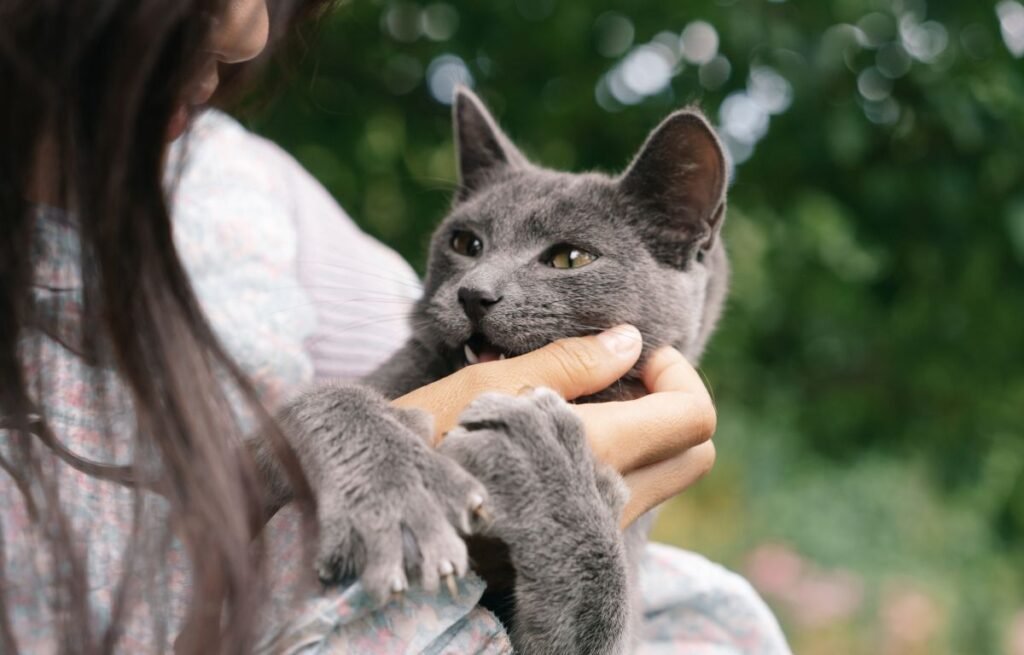 A gray cat gently holding and mouthing a person’s hand as a form of affectionate grooming – Why Does My Cat Lick Me Excessively?