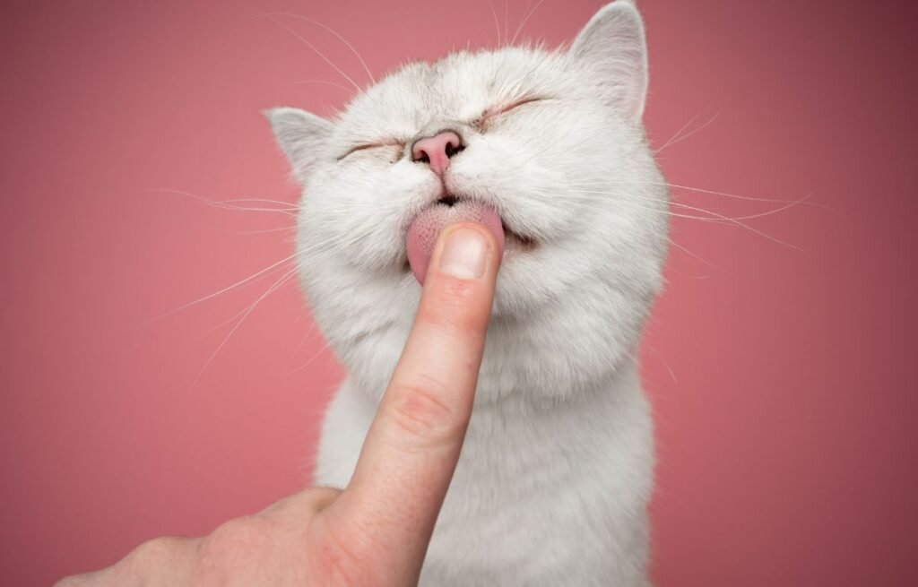 A white cat gently licking a person’s finger with eyes closed in a calm, affectionate grooming moment – Why Does My Cat Lick Me Excessively?