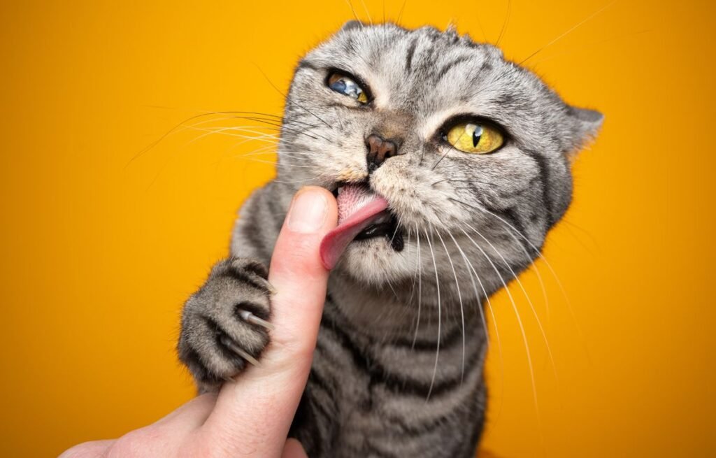 A gray cat intensely licking a person’s finger while holding it with its paw, showing strong grooming behavior – Why Does My Cat Lick Me Excessively?