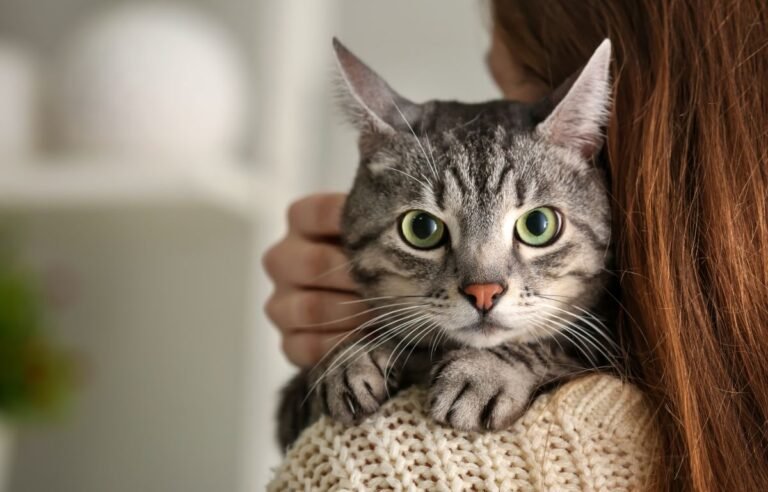 Why Is My Cat Suddenly More Affectionate - Cat being affectionate while hugging its owner