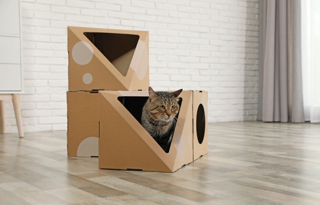 Cat hiding in cardboard boxes after moving — Is It Normal for a Cat to Act Different After Moving