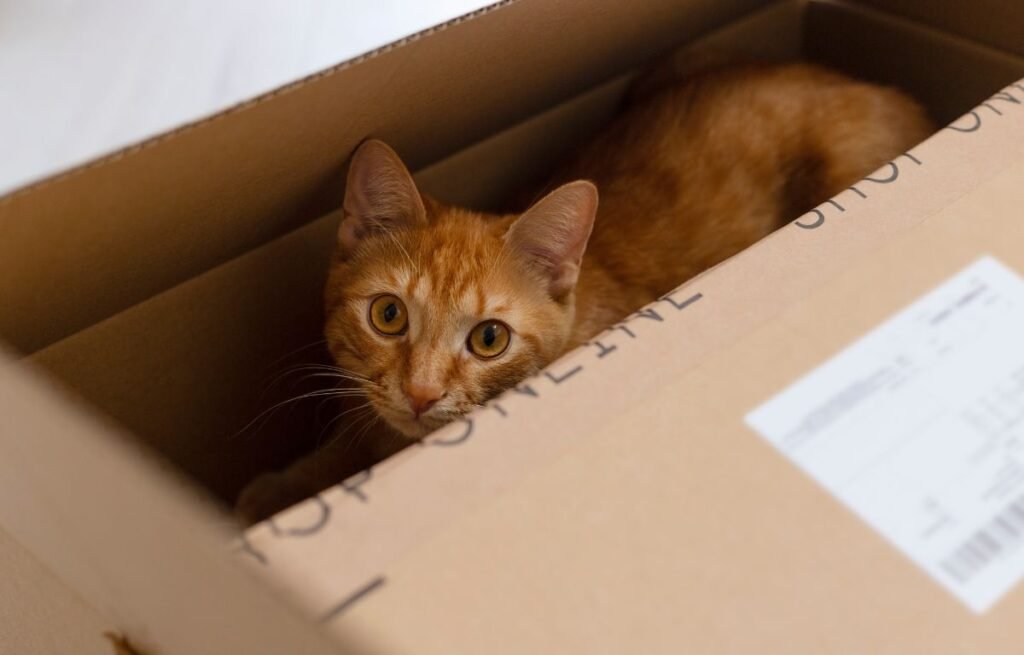 Cat hiding inside a cardboard box after a move, showing cautious behavior — Is It Normal for a Cat to Act Different After Moving