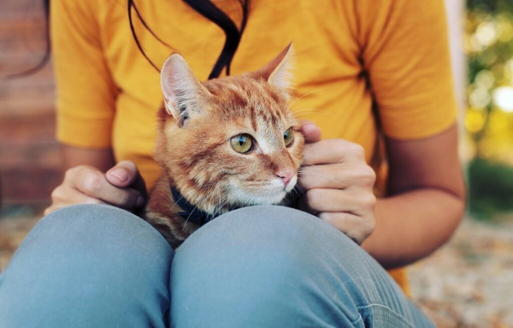 A calm ginger cat sitting on its owner’s lap and looking away while being gently held, showing relaxed and trusting body language – Is It Normal for Cats to Avoid Eye Contact With Their Owners?