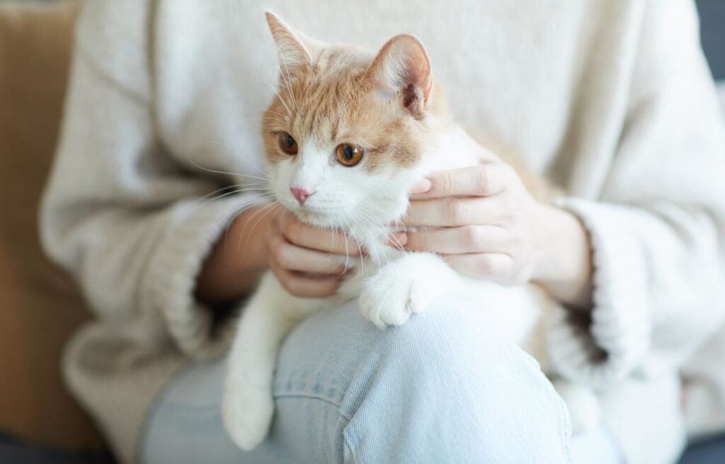 A relaxed ginger and white cat sitting comfortably on its owner’s lap while gently avoiding direct eye contact, showing calm and trusting feline behavior – Is It Normal for Cats to Avoid Eye Contact With Their Owners?