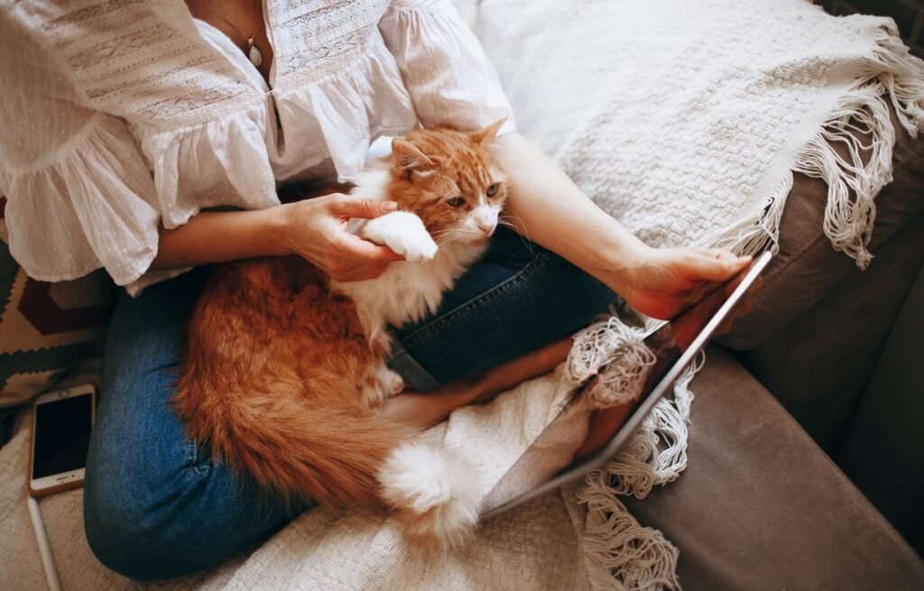 A ginger and white cat relaxing on its owner’s lap while calmly looking away during a quiet indoor moment, showing trust and comfort – Is It Normal for Cats to Avoid Eye Contact With Their Owners?