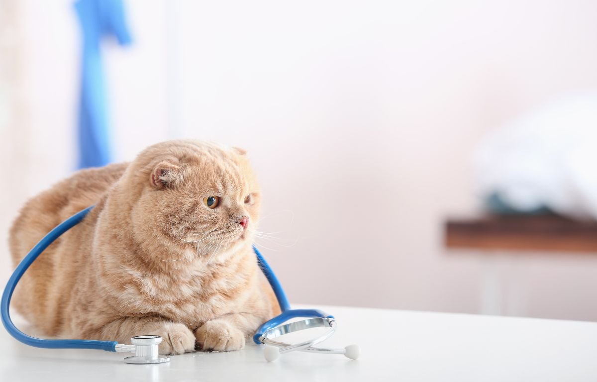 Cat acting stressed at the vet after a veterinary visit – My Cat Changed Behavior After a Vet Visit