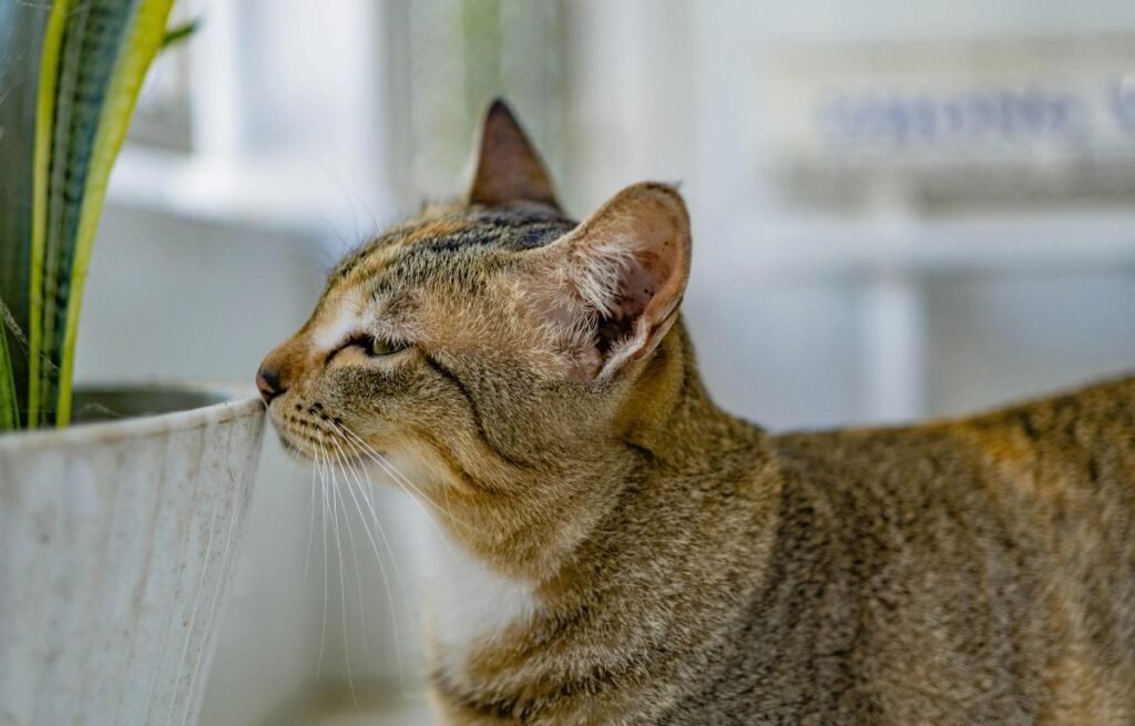 Cat sniffing familiar scents at home after a vet visit – My Cat Changed Behavior After a Vet Visit