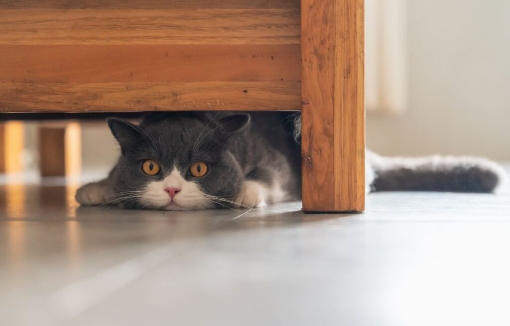Cat hiding under furniture after a vet visit due to stress – My Cat Changed Behavior After a Vet Visit