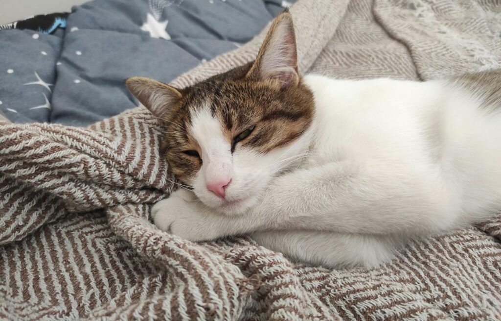 Calm cat resting at home after a vet visit as stress fades – My Cat Changed Behavior After a Vet Visit