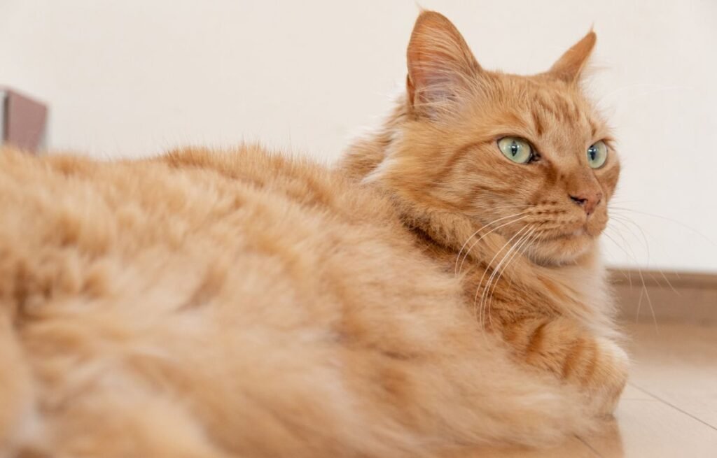 Ginger cat lying indoors and gazing into the distance, reflecting calm feline independence and subtle avoidance – Should I Worry If My Cat Avoids Me