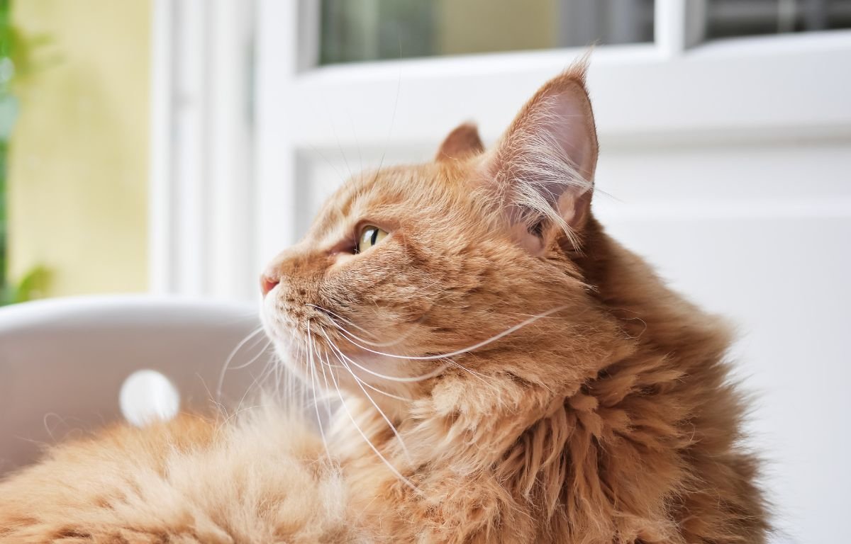 Ginger cat sitting indoors and looking away from its owner, showing calm but distant behavior - Should I Worry If My Cat Avoids Me